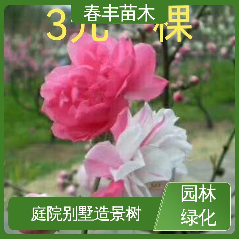 春丰苗木 基地现挖 鸳鸯桃花 8-10公分 质量合格 一条龙培育