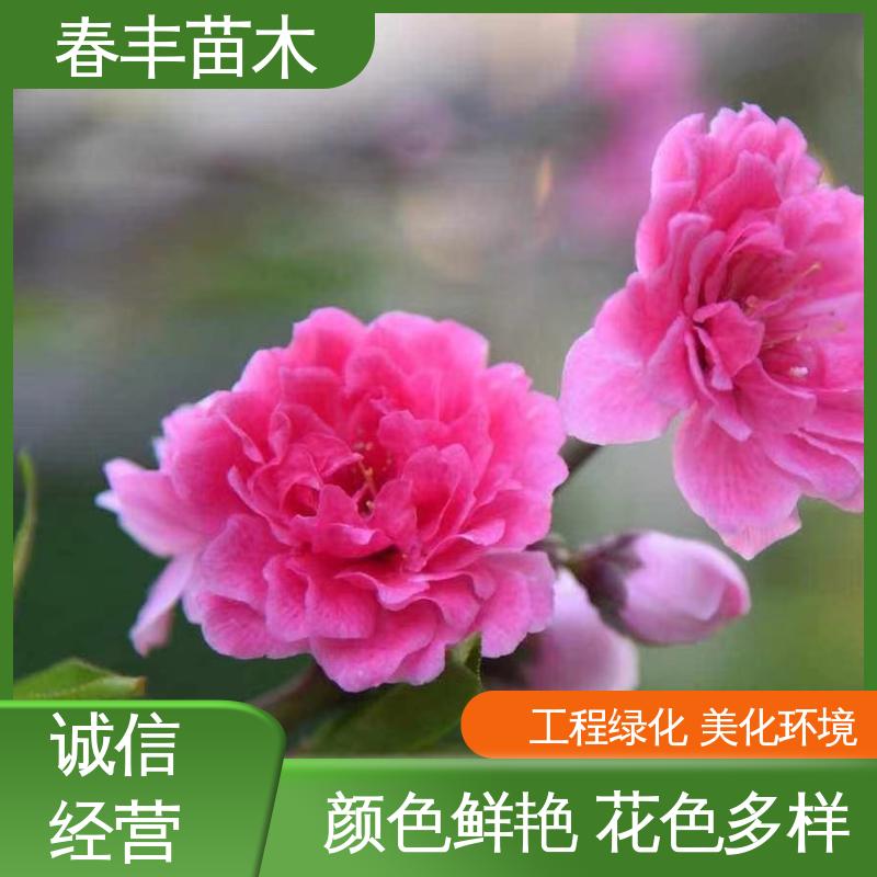 春丰苗木 基地现挖 鸳鸯桃 树形丰富 花香四溢 移栽种植 高存活率