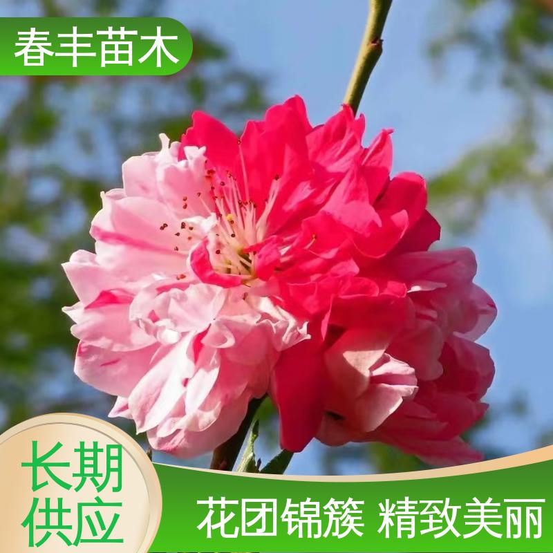 春丰苗木 基地供应 鸳鸯桃 庭院别墅造景树 重花叠瓣 效果佳