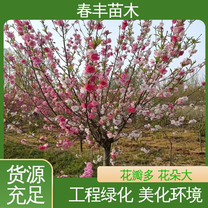 春丰苗木 基地供应 洒金碧桃 园林庭院造景植物 包装好 成活率高