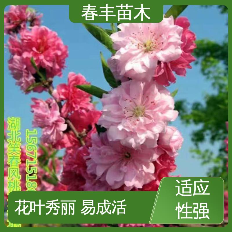 春丰苗木 粉碧桃 工程绿化 美化环境 规格齐全 品种纯正