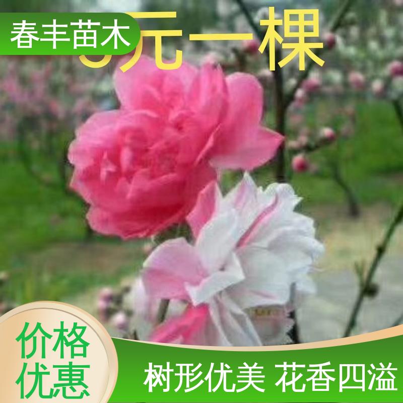 春丰苗木 绿叶碧桃 工程绿化 美化环境 花色艳丽动人