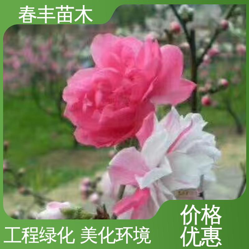 春丰苗木 鸳鸯桃 公园景区装饰绿植 包装好 成活率高