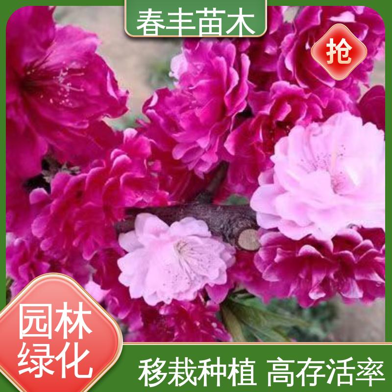 春丰苗木 基地现挖 红菊花桃 工程绿化 美化环境 重花叠瓣 效果佳
