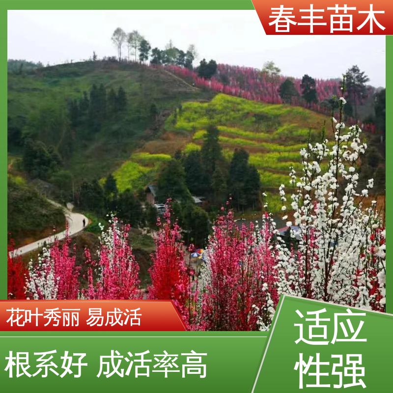 春丰苗木 基地现挖 绿叶碧桃 公园景区装饰绿植 包装好 成活率高