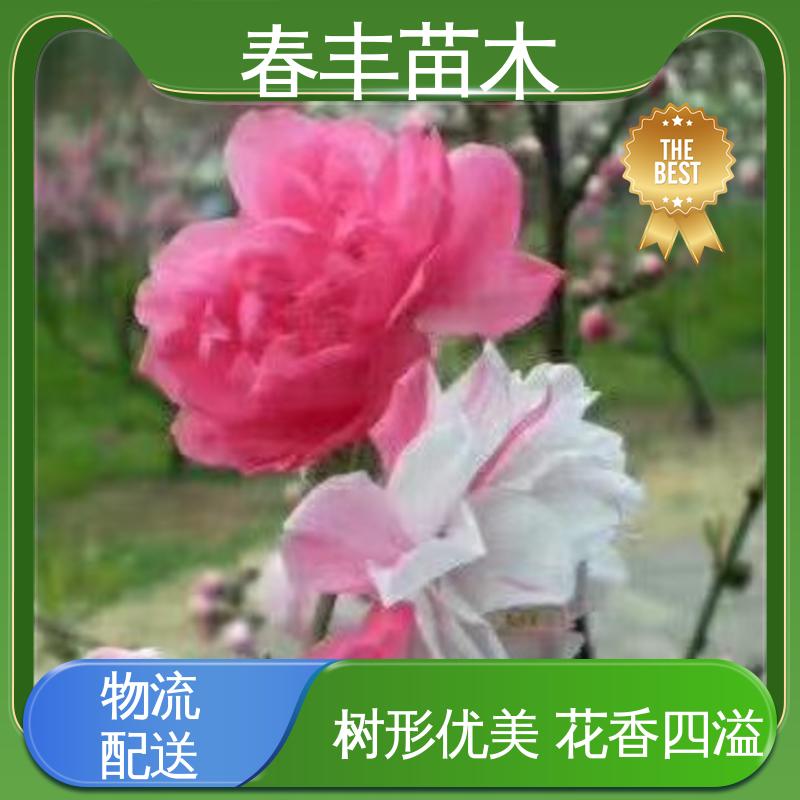 春丰苗木 基地现挖 风景桃花苗 绿化工程行道树 移栽种植 高存活率