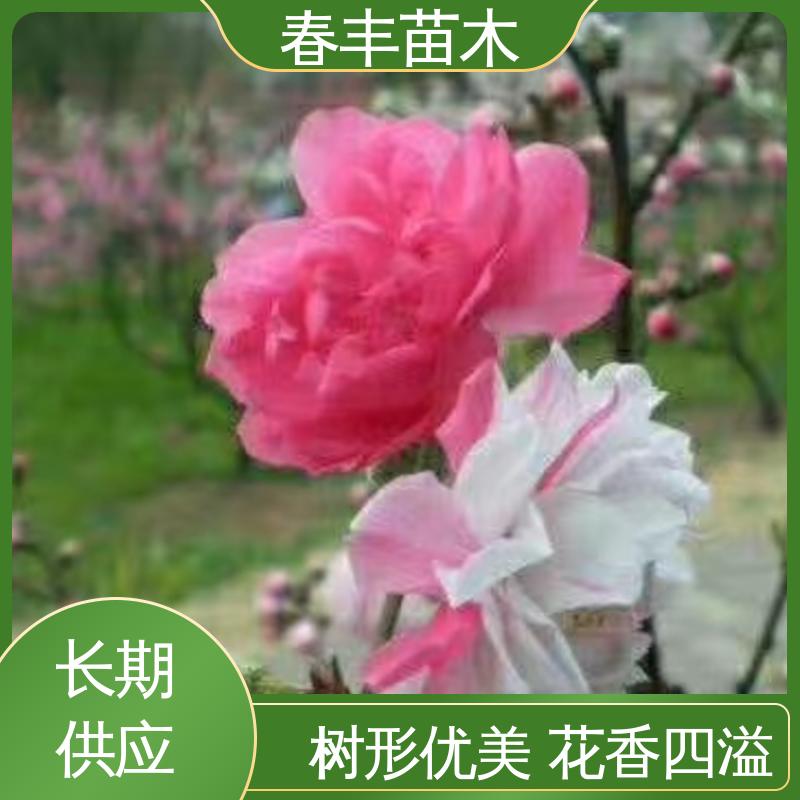 春丰苗木 基地供应 五宝桃 绿化工程行道树 规格齐全 品种纯正