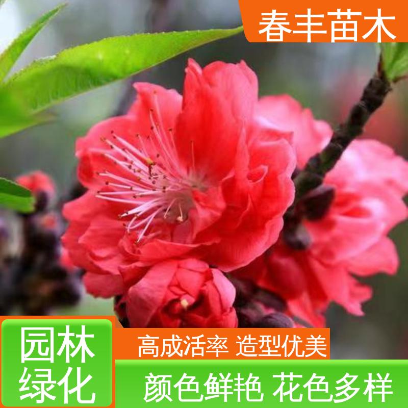 春丰苗木 观赏性桃树苗 树形丰富 花香四溢 花团锦簇 精致美丽