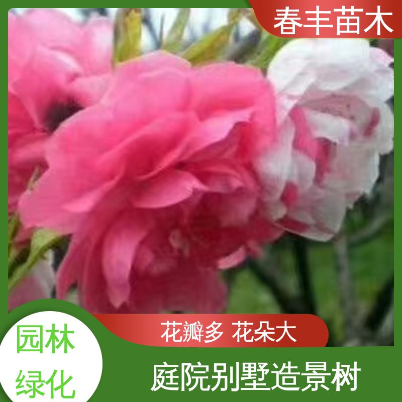 春丰苗木 基地现挖 碧桃树苗 颜色鲜艳 花色多样