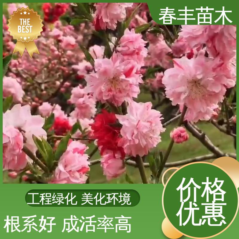 春丰苗木 基地供应 五色桃 绿化工程行道树 规格齐全 品种纯正