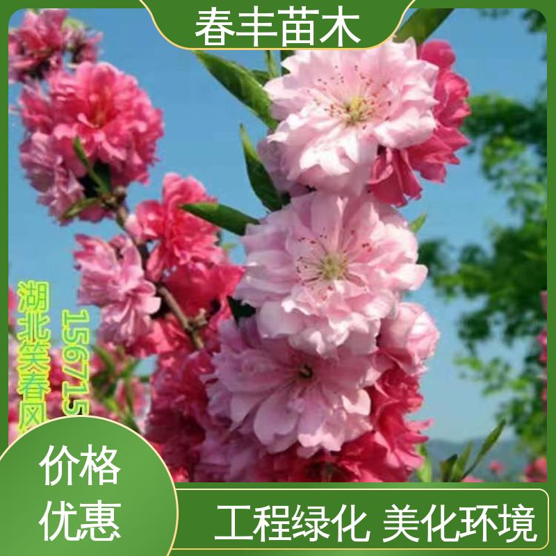 春丰苗木 基地现挖 龙珠碧桃 树形丰富 花香四溢 花瓣多 花朵大 