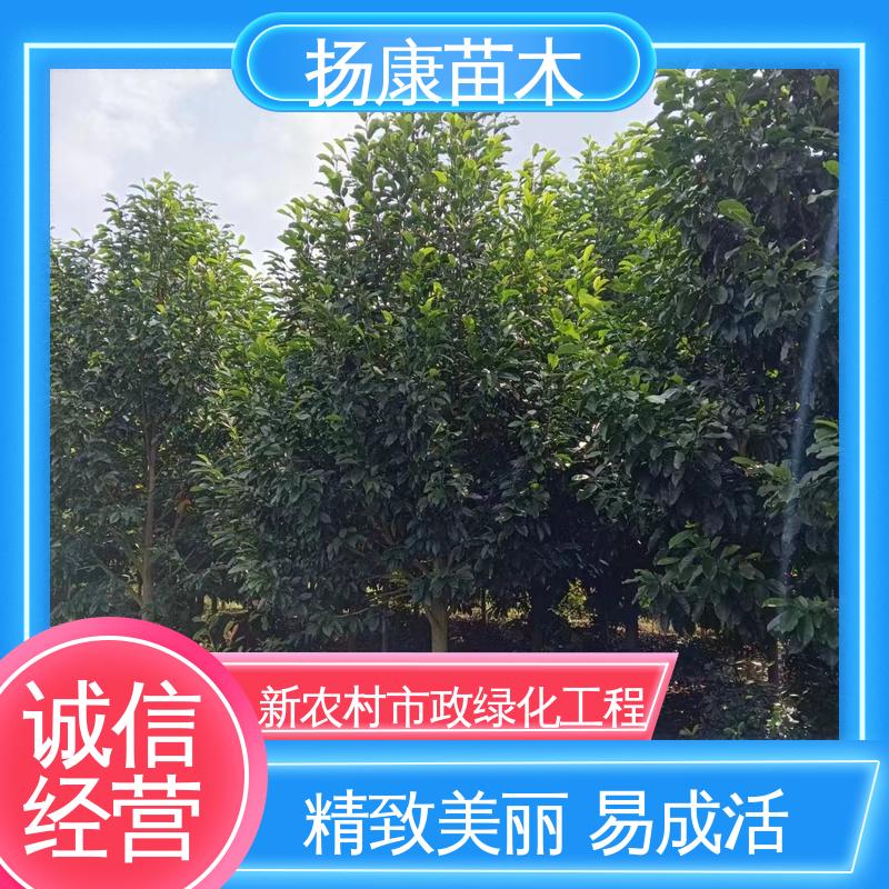 扬康苗木 基地供应 20公分乐 昌合笑 绿化工程专用苗 精致美丽 易成活