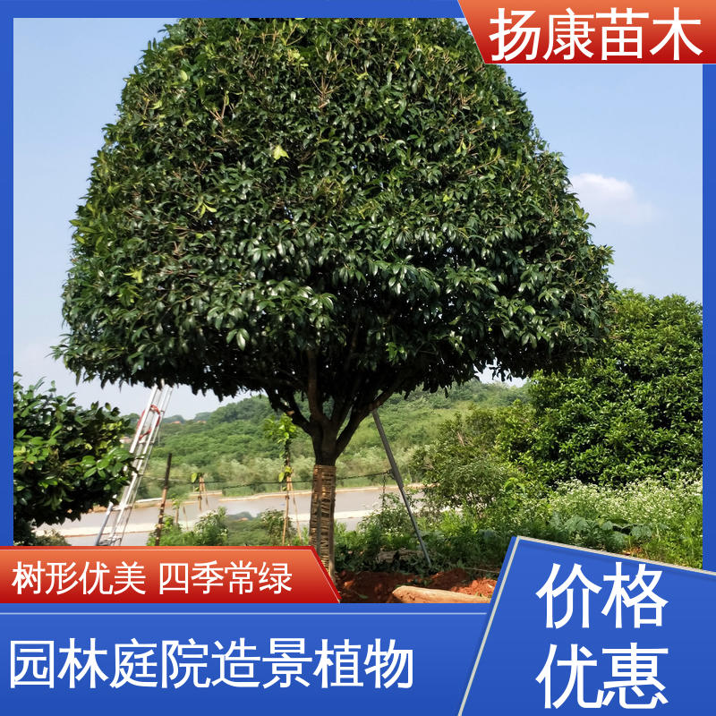 扬康苗木 18公分香樟 绿化工程改造苗 枝叶紧密 美丽多姿