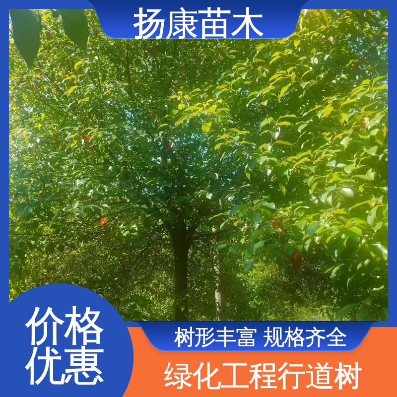 扬康苗木 基地供应 50公分香樟 园林绿化工程设计 环境适应性强