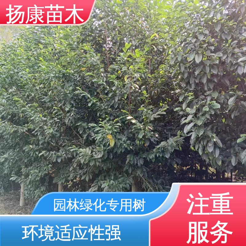 扬康苗木 12公分乐 昌含笑 城市景观绿化树 枝叶紧密 美丽多姿