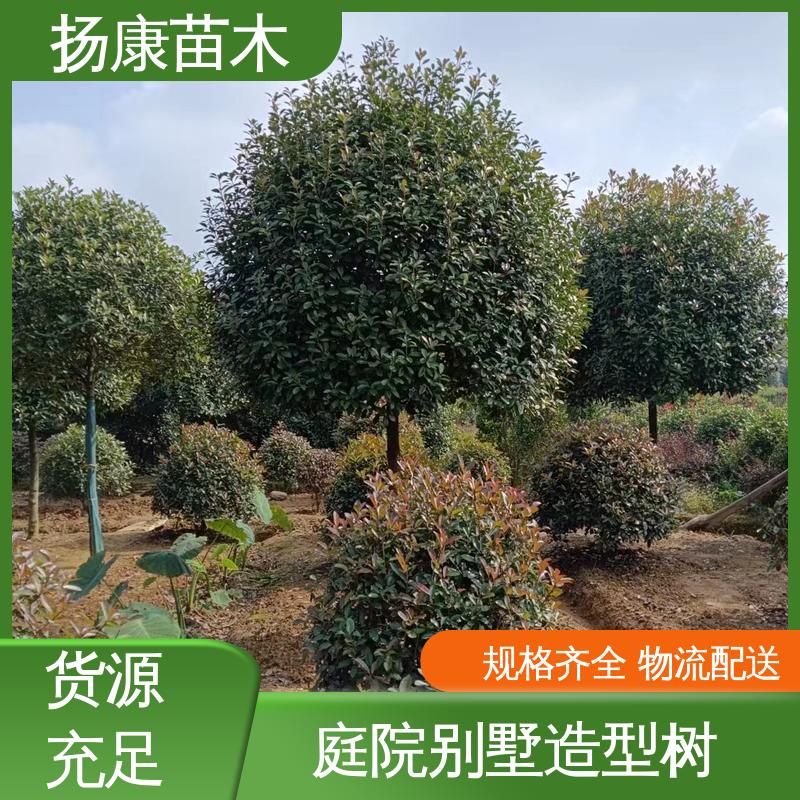 扬康苗木 红叶石楠球 绿化工程改造苗 观赏价值高