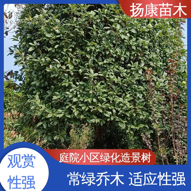 扬康苗木 50公分香樟 绿化工程行道树 精致美丽 易成活