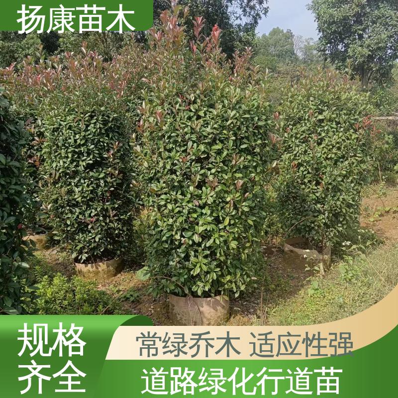 扬康苗木 小楠 园林庭院造景植物 适用性强 规格齐全