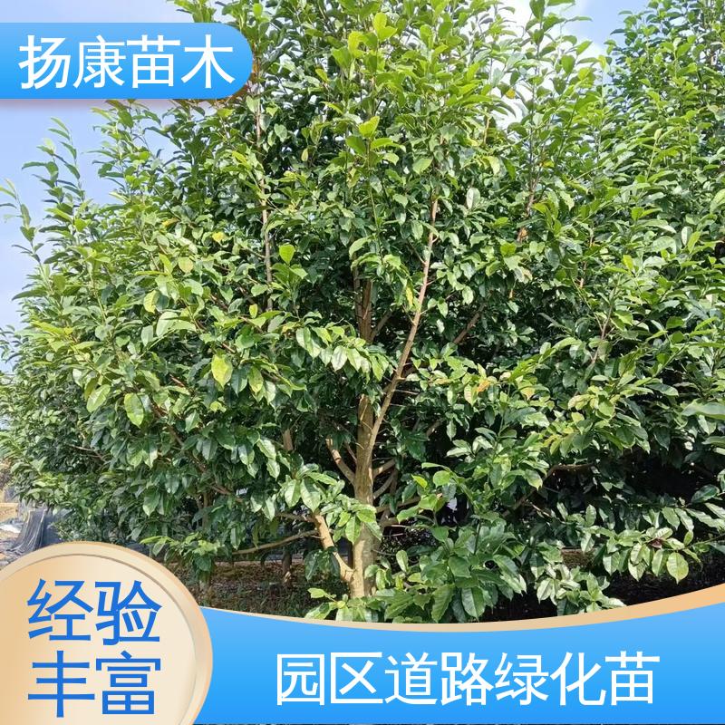扬康苗木 18公分乐 昌含笑 园林庭院造景植物 观赏价值高
