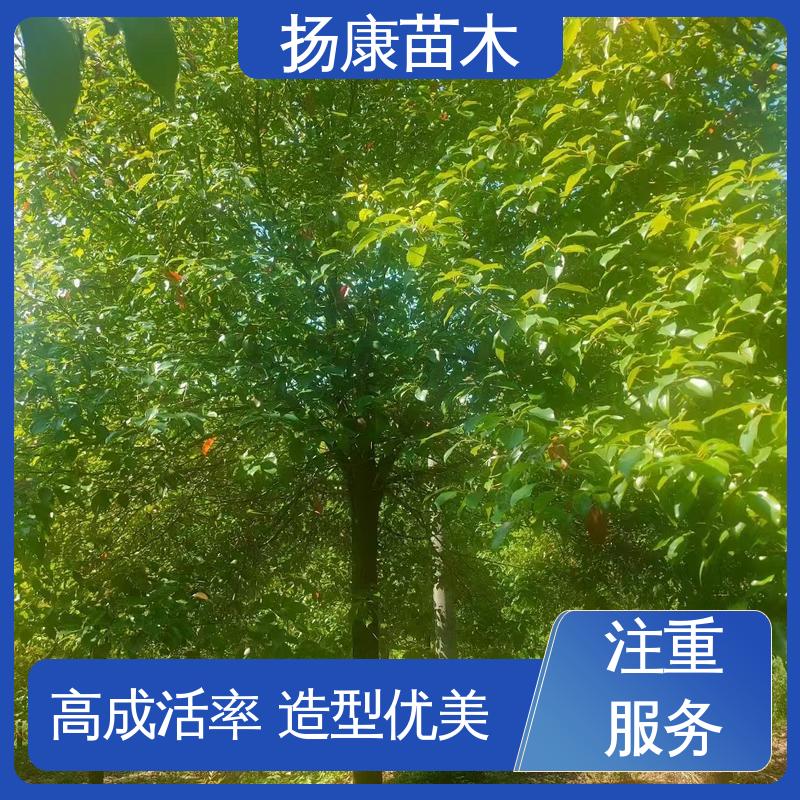 扬康苗木 香樟批发 道路绿化行道苗 枝叶紧密 美丽多姿