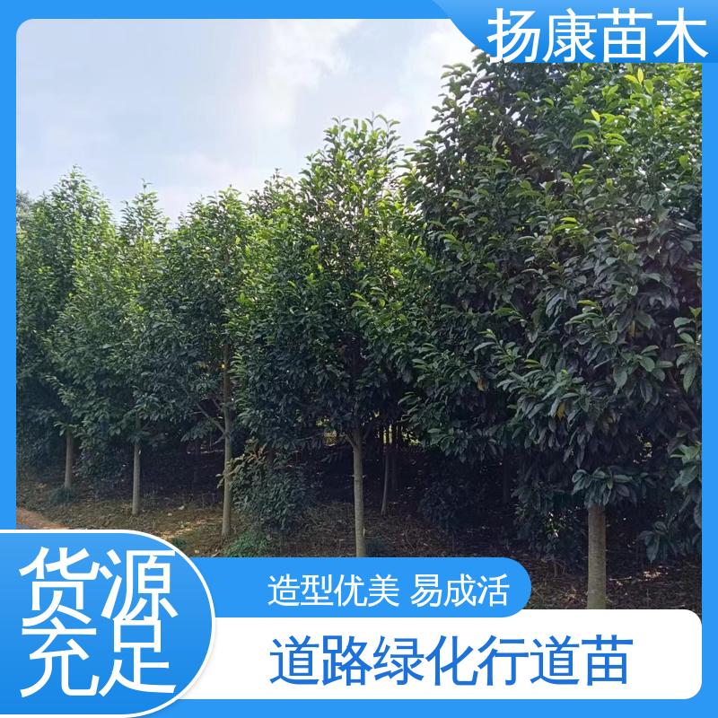 扬康苗木 20公分乐 昌合笑 园林庭院造景植物 高端大气美观