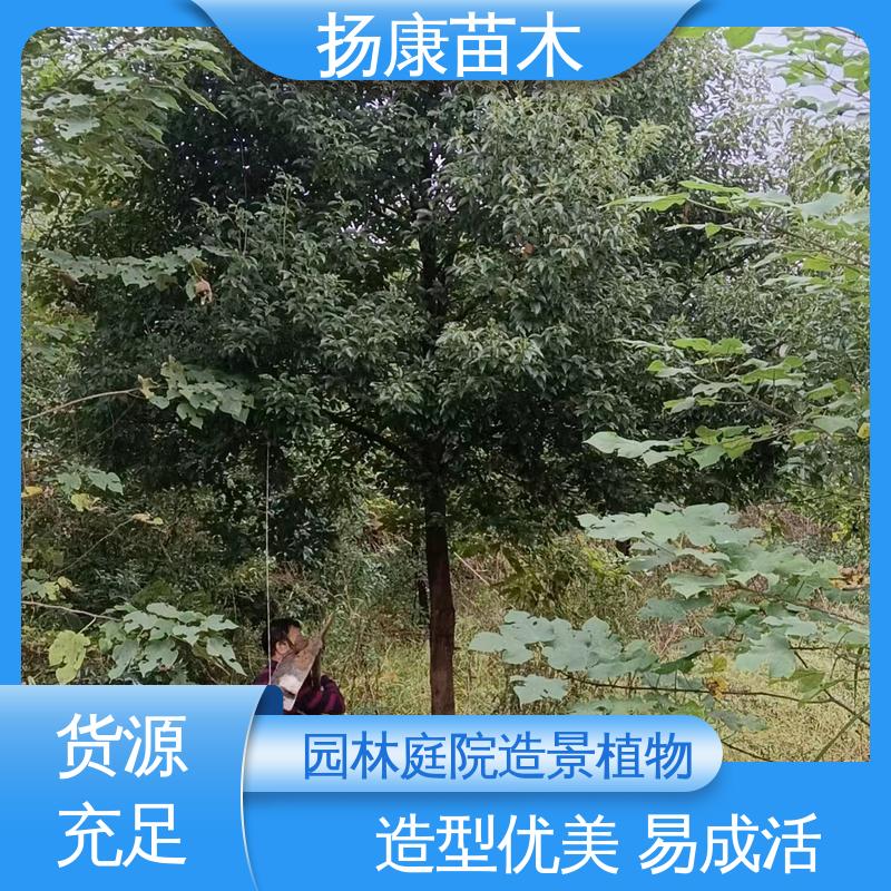 扬康苗木 乐 昌含笑苗 绿化工程专用苗 高成活率 规格齐全