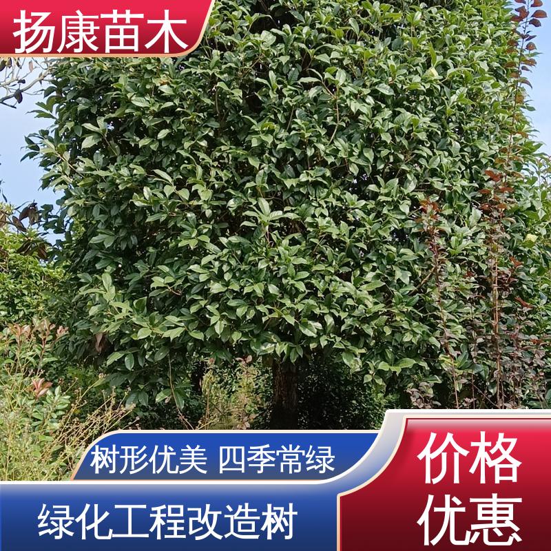 扬康苗木 湖 南香樟 城市景观绿化树 精致美丽 易成活
