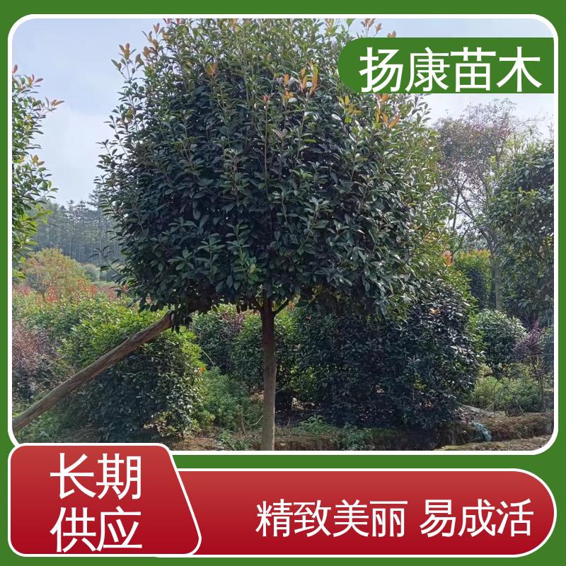 扬康苗木 基地供应 红叶石楠树 绿化工程行道树 精致美丽 易成活