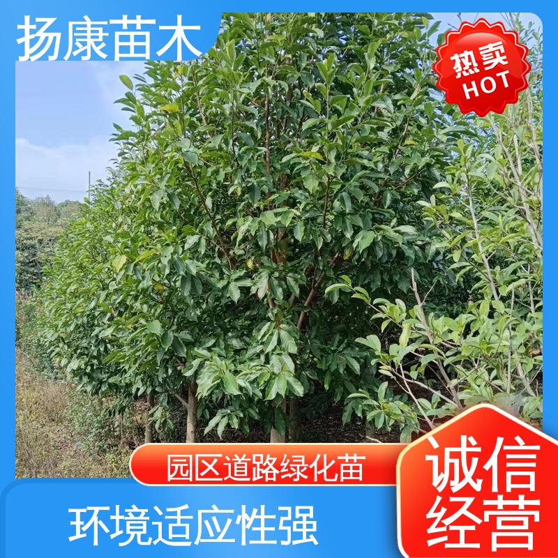 扬康苗木 基地供应 18公分乐 昌含笑 园林绿化专用树 高端大气美观