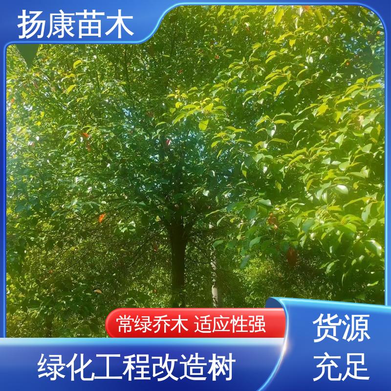 扬康苗木 基地供应 18公分香樟 城市景观绿化树 造型优美 易成活