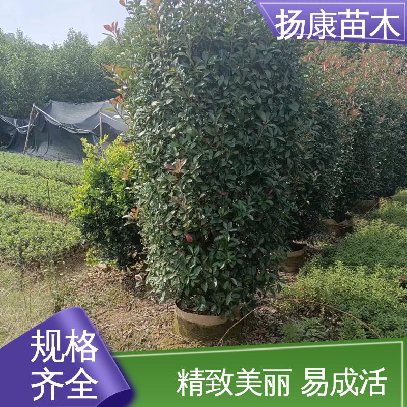 扬康苗木 红叶南栓 园林庭院造景植物 枝叶紧密 美丽多姿