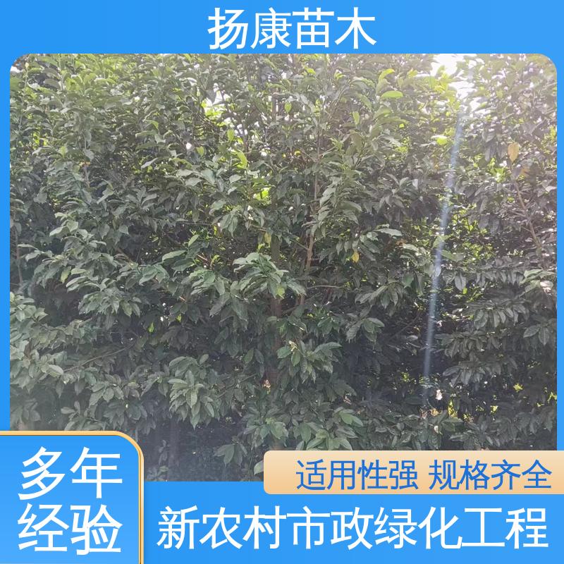 扬康苗木 15公分平 昌含笑 道路绿化行道苗 观赏价值高