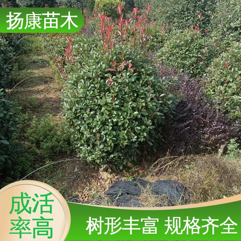 扬康苗木 小楠 园林绿化工程设计 树形丰富 成活率高