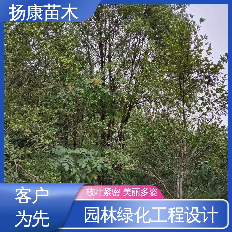 扬康苗木 基地供应 15公分香樟 城市景观绿化树 环境适应性强