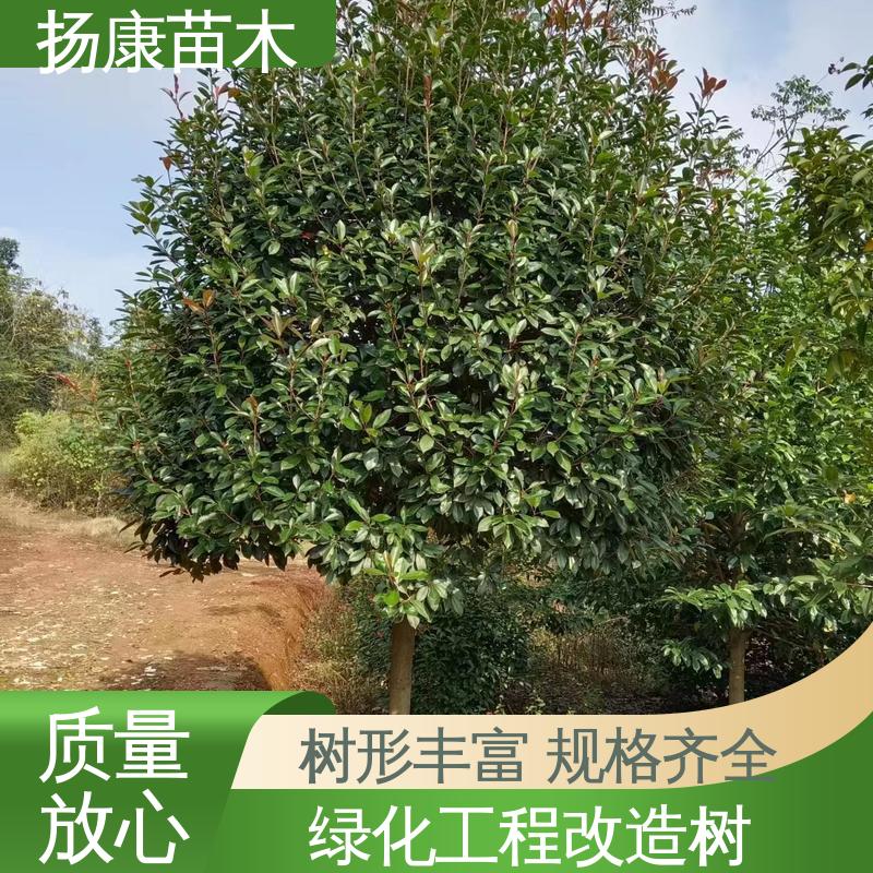 扬康苗木 小楠 绿化工程专用苗 适用性强 规格齐全