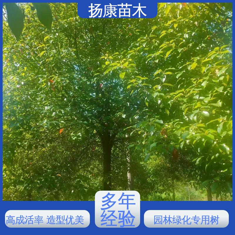 扬康苗木 基地供应 移植香樟 绿化工程行道树 高成活率 规格齐全