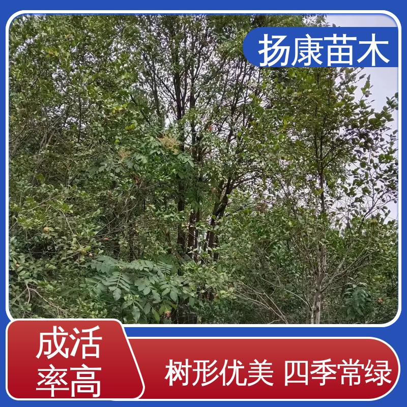 扬康苗木 50公分香樟 庭院小区绿化造景树 高端大气美观
