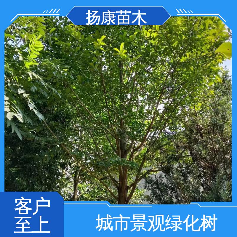 扬康苗木 乐 昌含笑 园区道路绿化苗 高成活率 规格齐全
