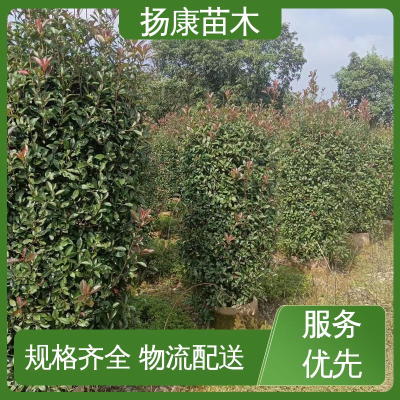 扬康苗木 红叶石楠树 园林绿化工程设计 高成活率 规格齐全