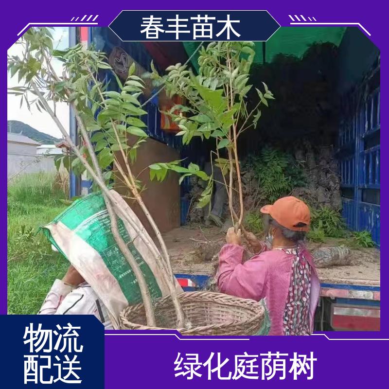 春丰苗木 核桃树苗2元批发 庭院造景植物 高成活率 货源充足