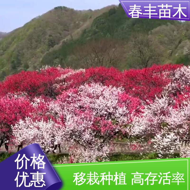春丰苗木 基地供应 寿星桃树苗3元批发 绿化工程行道树 花色艳丽动人