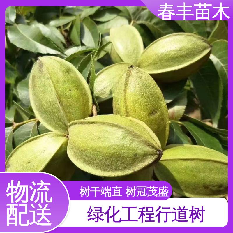 春丰苗木 实生美国山核桃树苗2元批发 园林绿化树 成活率高 适应性强