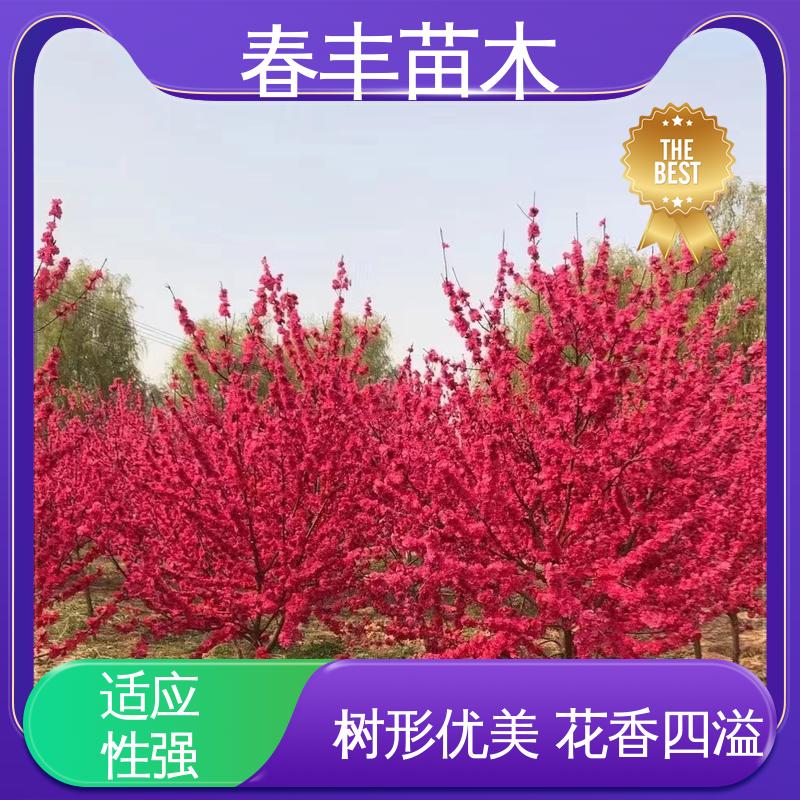 春丰苗木 基地供应 盆栽桃3元批发 绿化工程行道树 移栽种植 高存活率
