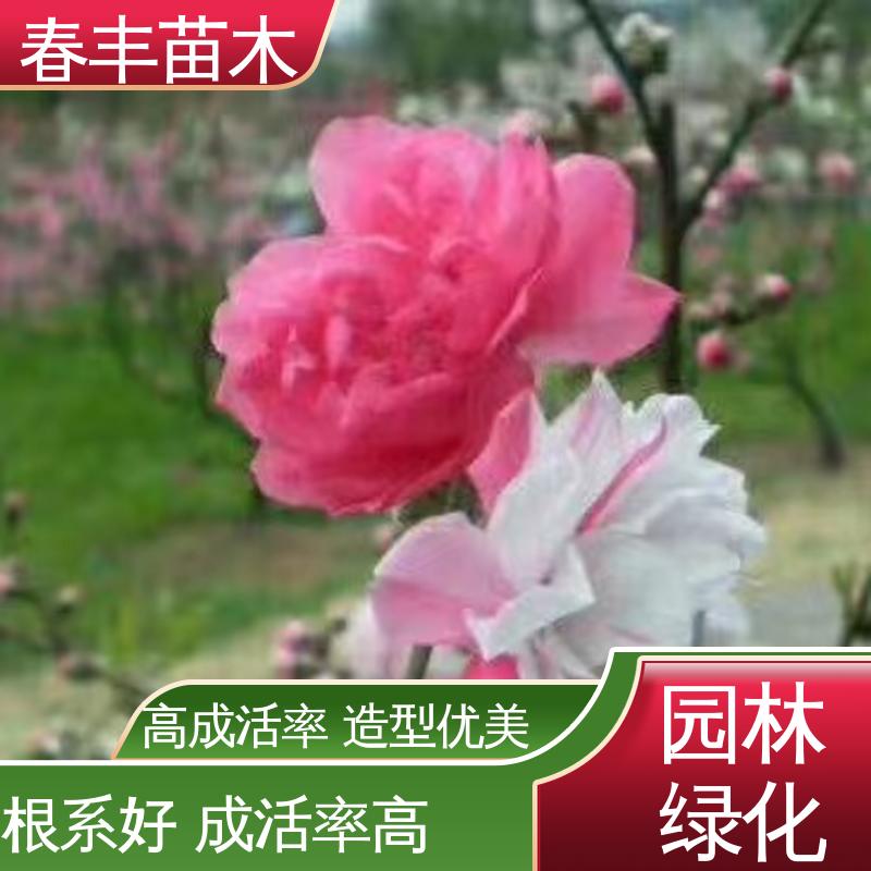 春丰苗木 二色桃花40元一棵 公园景区装饰绿植 质量合格 一条龙培育