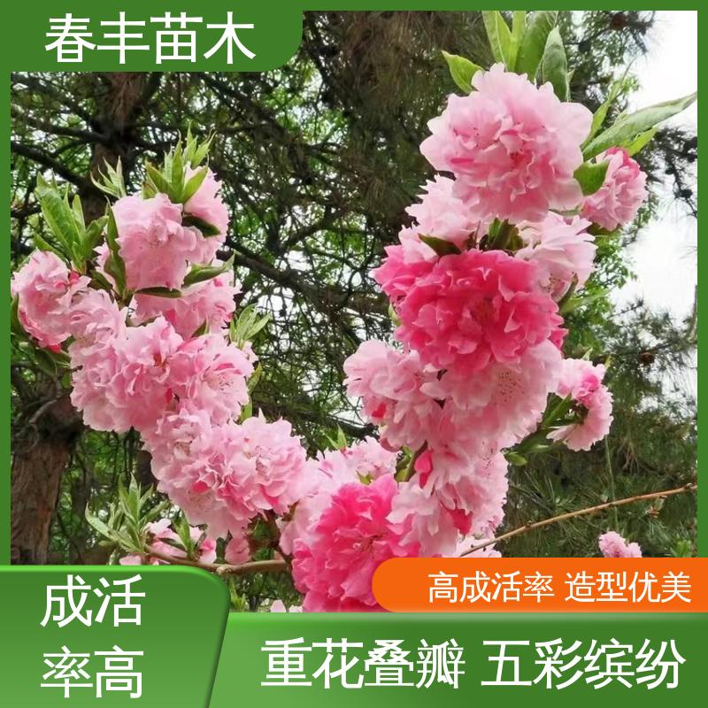 春丰苗木 基地供应 品虹桃30元批发 树形丰富 花香四溢 包装好 成活率高