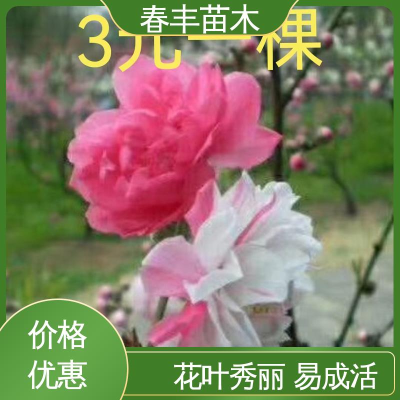 春丰苗木 基地现挖 五宝桃40元一棵 庭院小区绿化造景树 花瓣多 花朵大