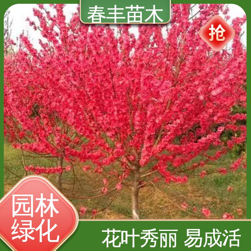 春丰苗木 帚型桃40元一棵 树形丰富 花香四溢 花叶秀丽 易成活