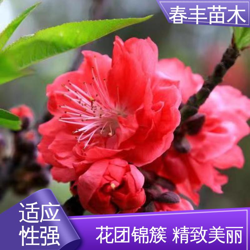 春丰苗木 看桃树3元批发 公园景区装饰绿植 花团锦簇 精致美丽