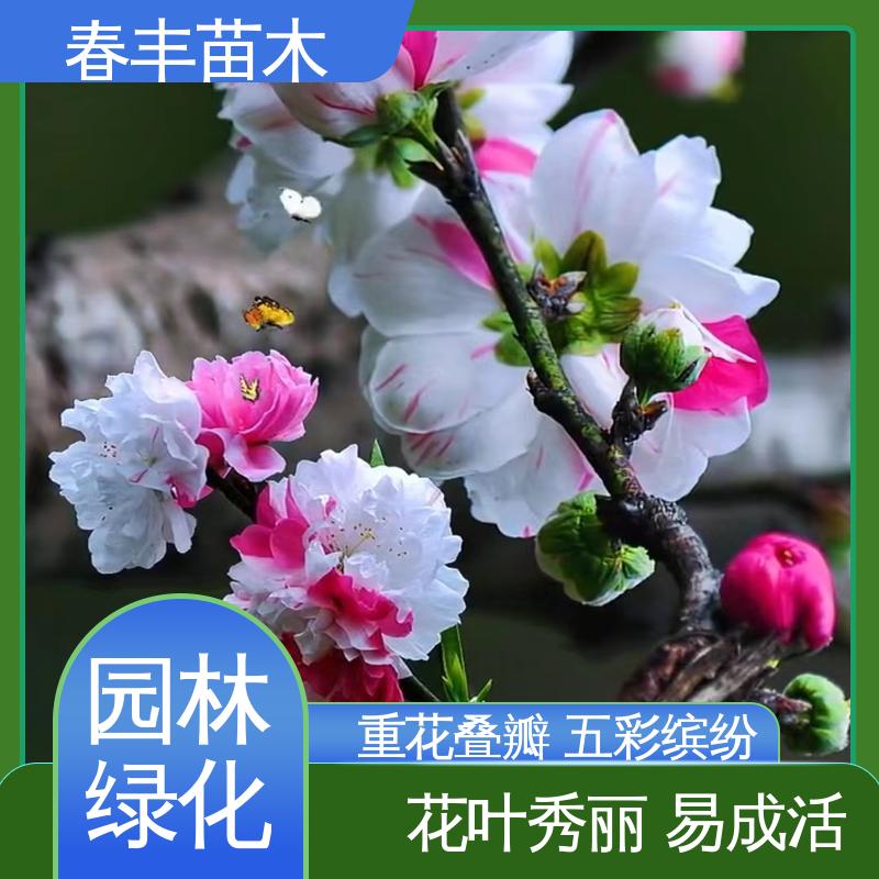 春丰苗木 撒金碧桃40元一棵 庭院小区绿化造景树 花色艳丽动人