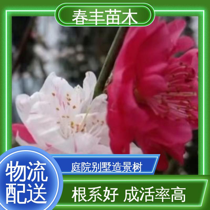 春丰苗木 基地供应 观赏金丝桃小苗 花色艳丽动人